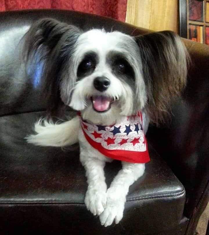 Bubble Bath Pet Grooming Missoula