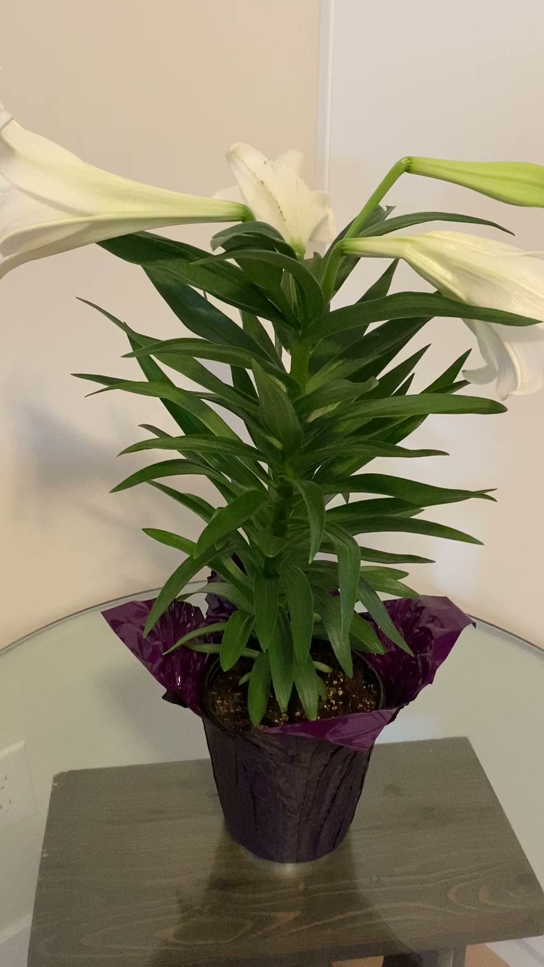 Fine Line Painting Co