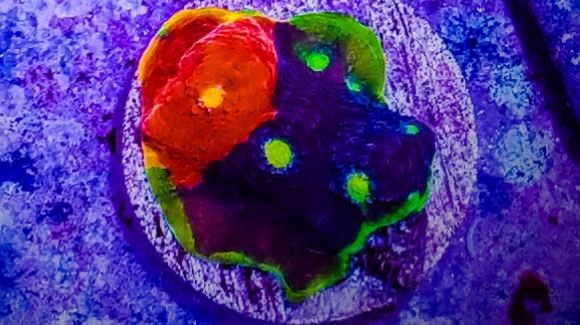 Advanced Aquatic Pets Belmont