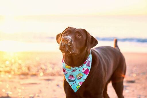 Maco Light Labradors Beulaville