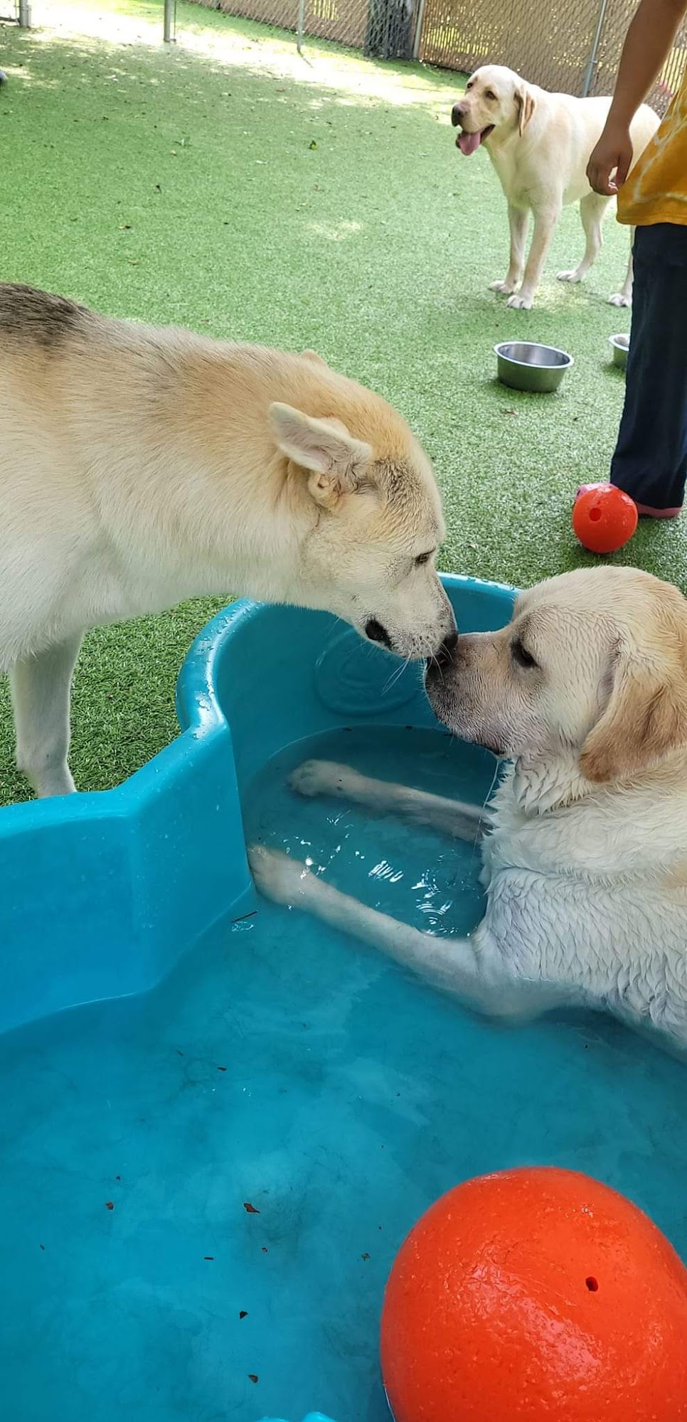 Doggone Healthy Calabash