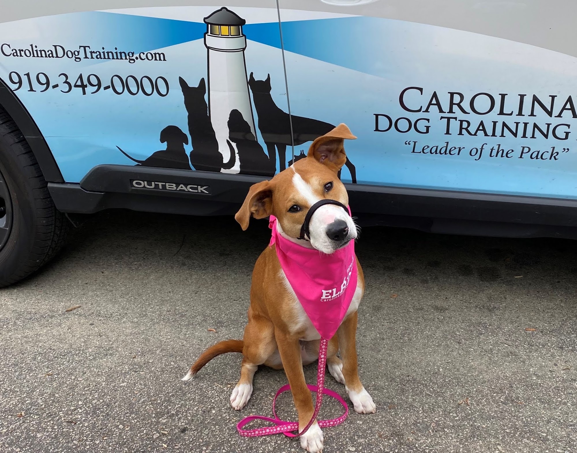 Carolina Dog Training, LLC Cary