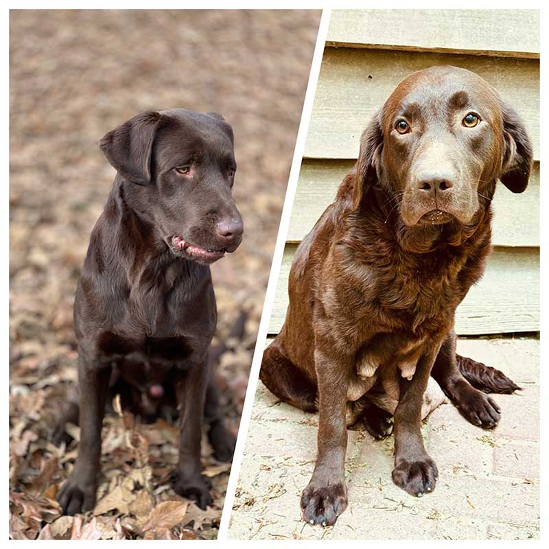 LabPups.com Charlotte