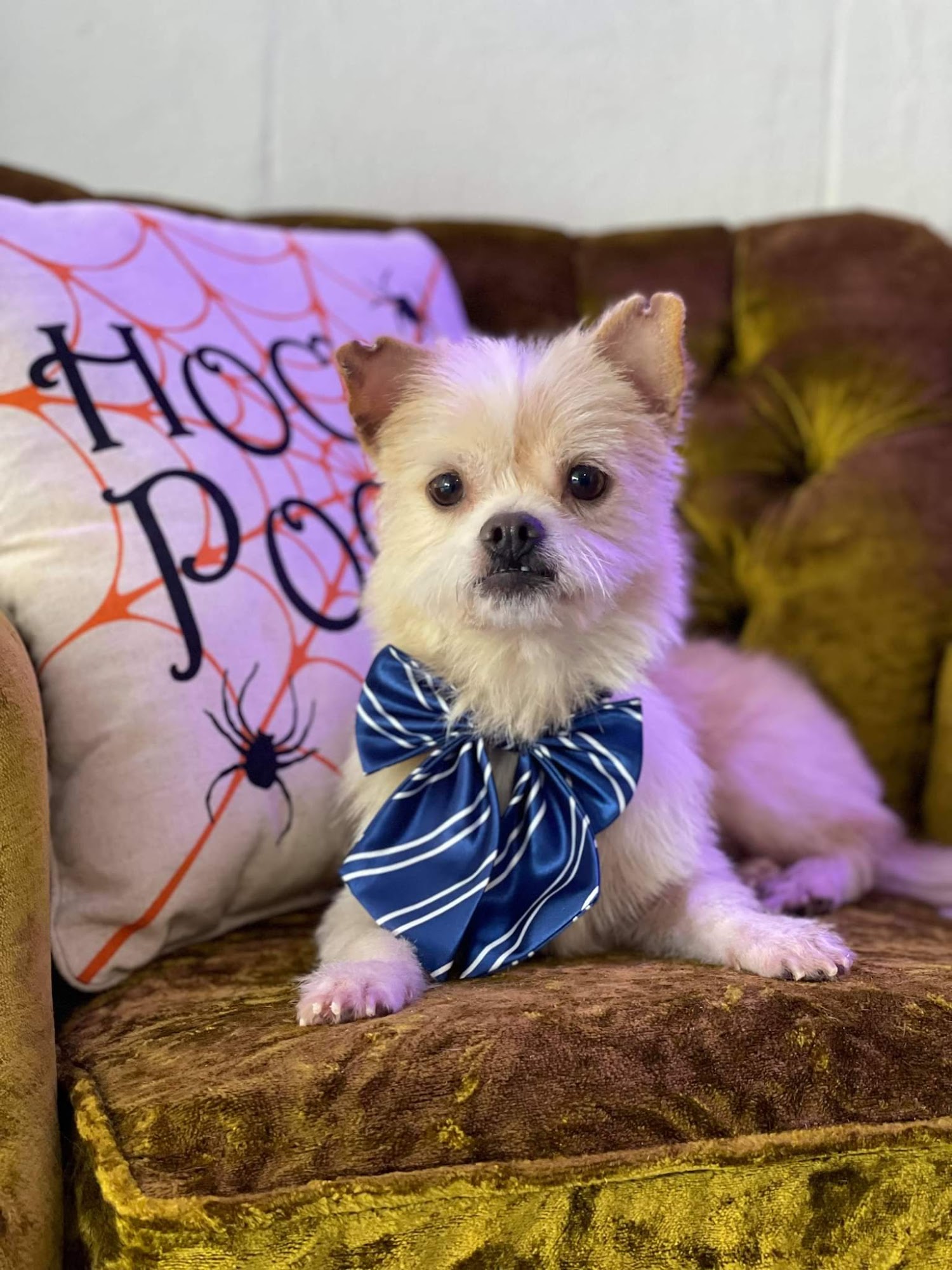 The Dog Salon Charlotte