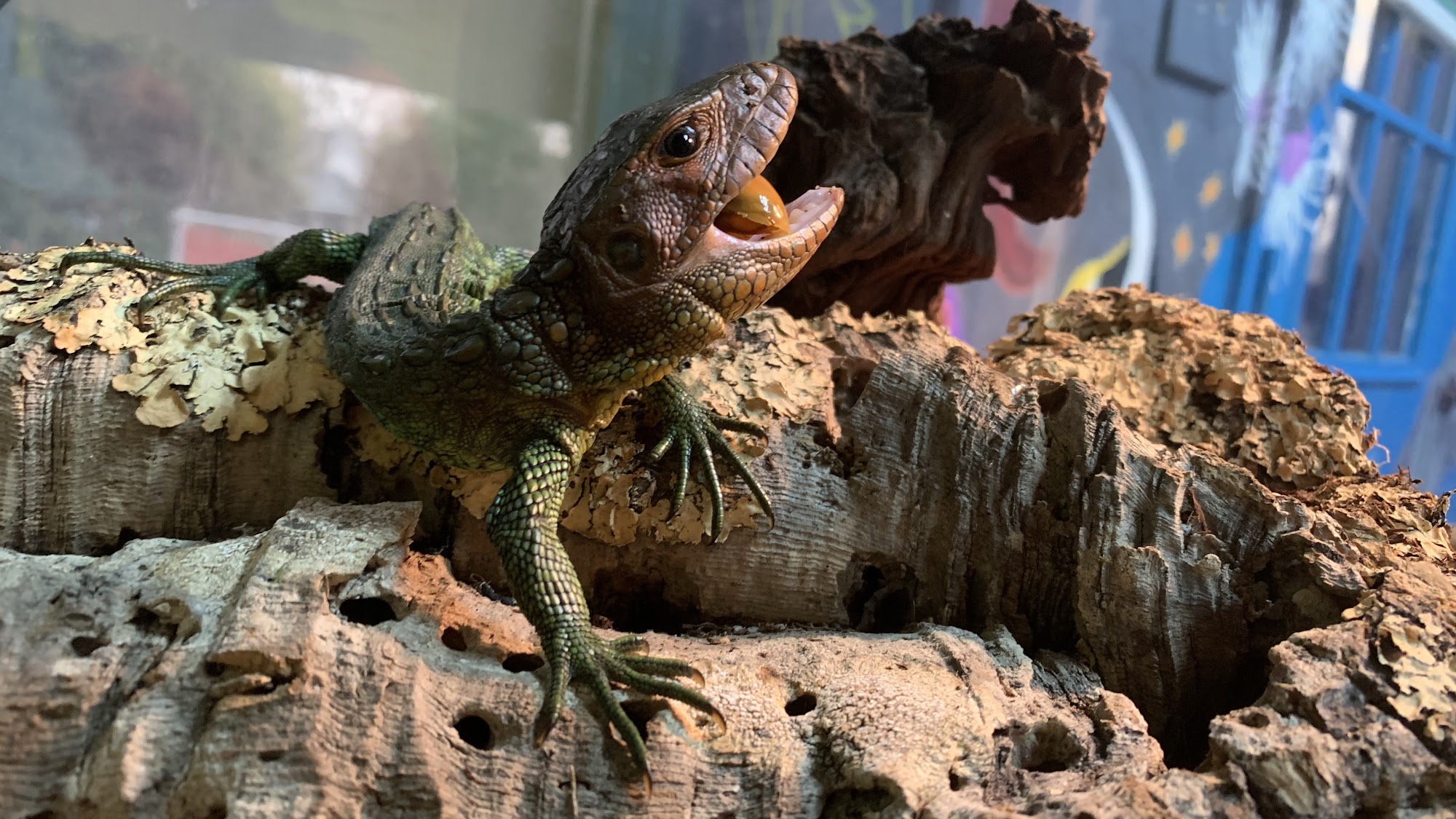 Missing Link Aquatics & Exotics Concord