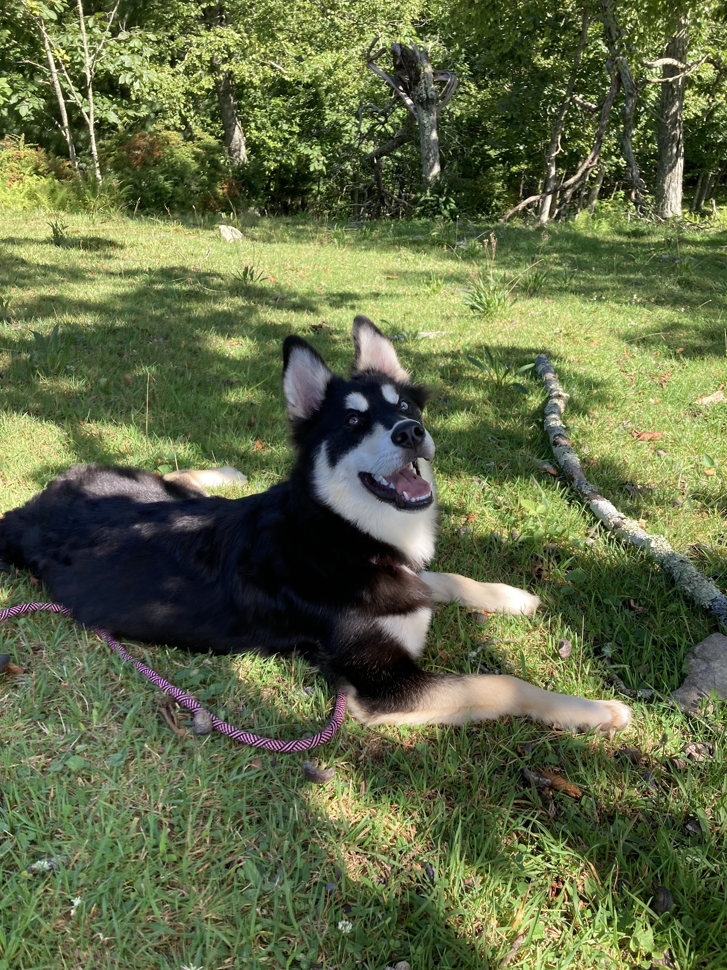 Royal Husky Kingdom Concord