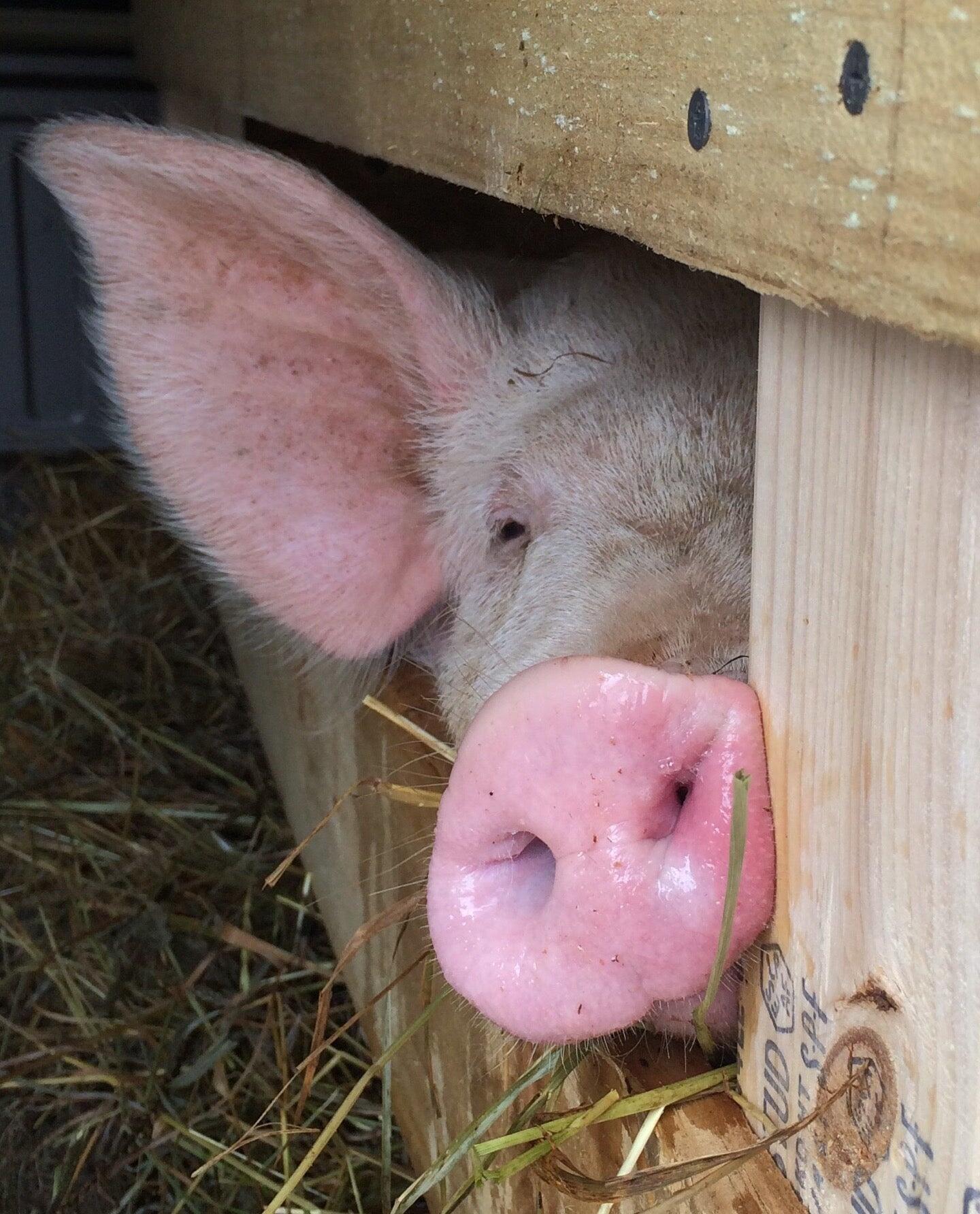 Hargus Beverly DVM Flat Rock