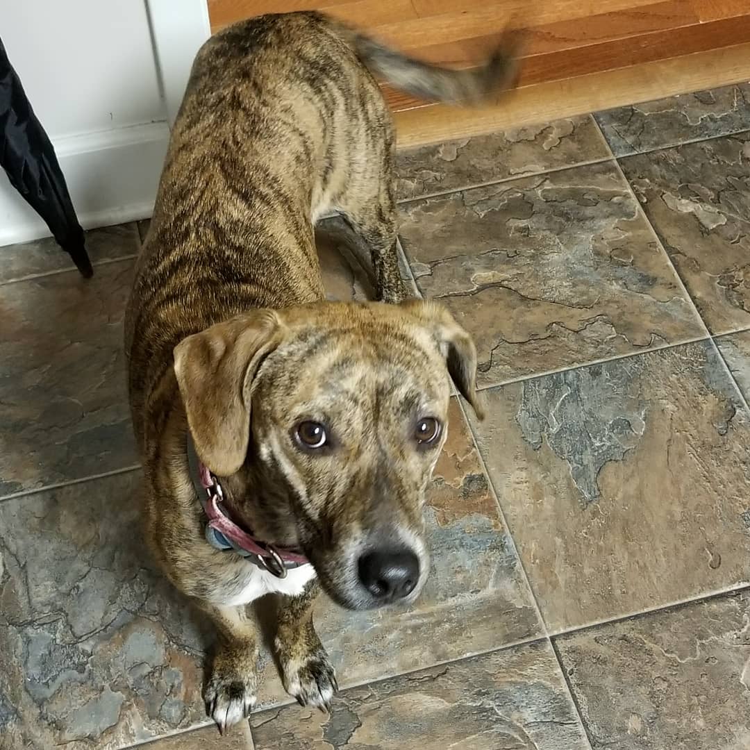 Charlie's Angels Animal Rescue Fletcher