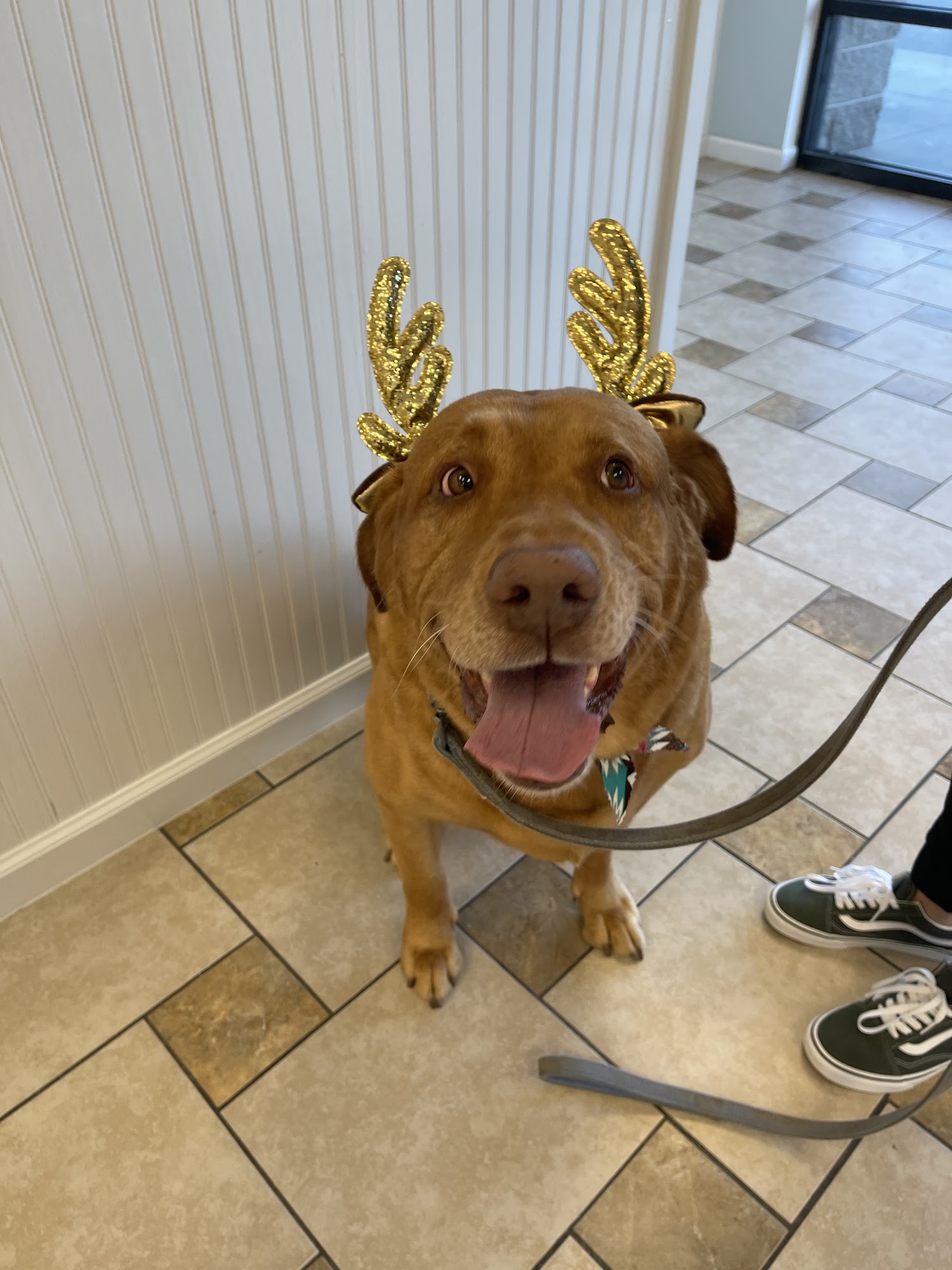 Fluffy Puppy Greenville