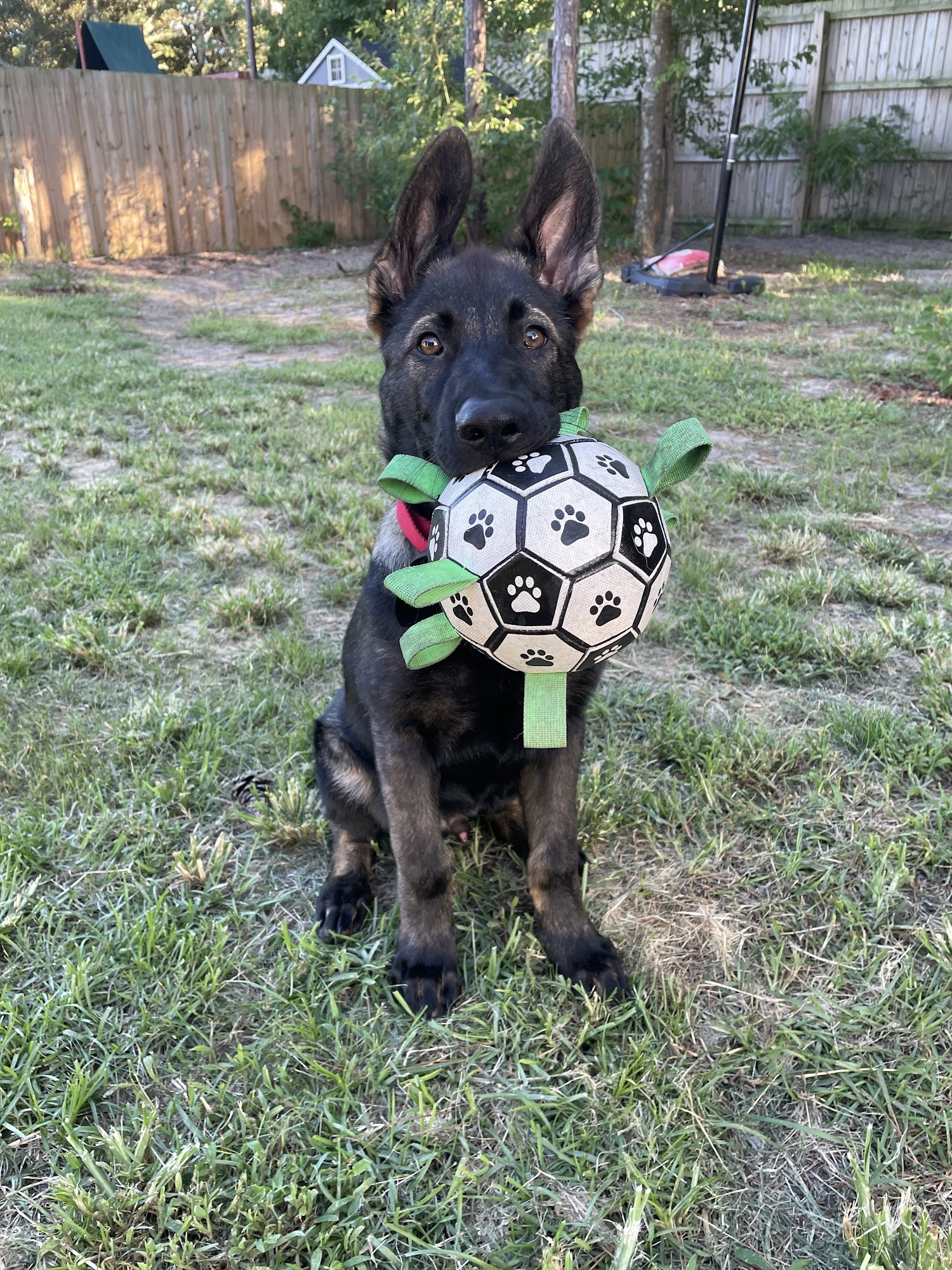 Baysden German Shepherds Hubert