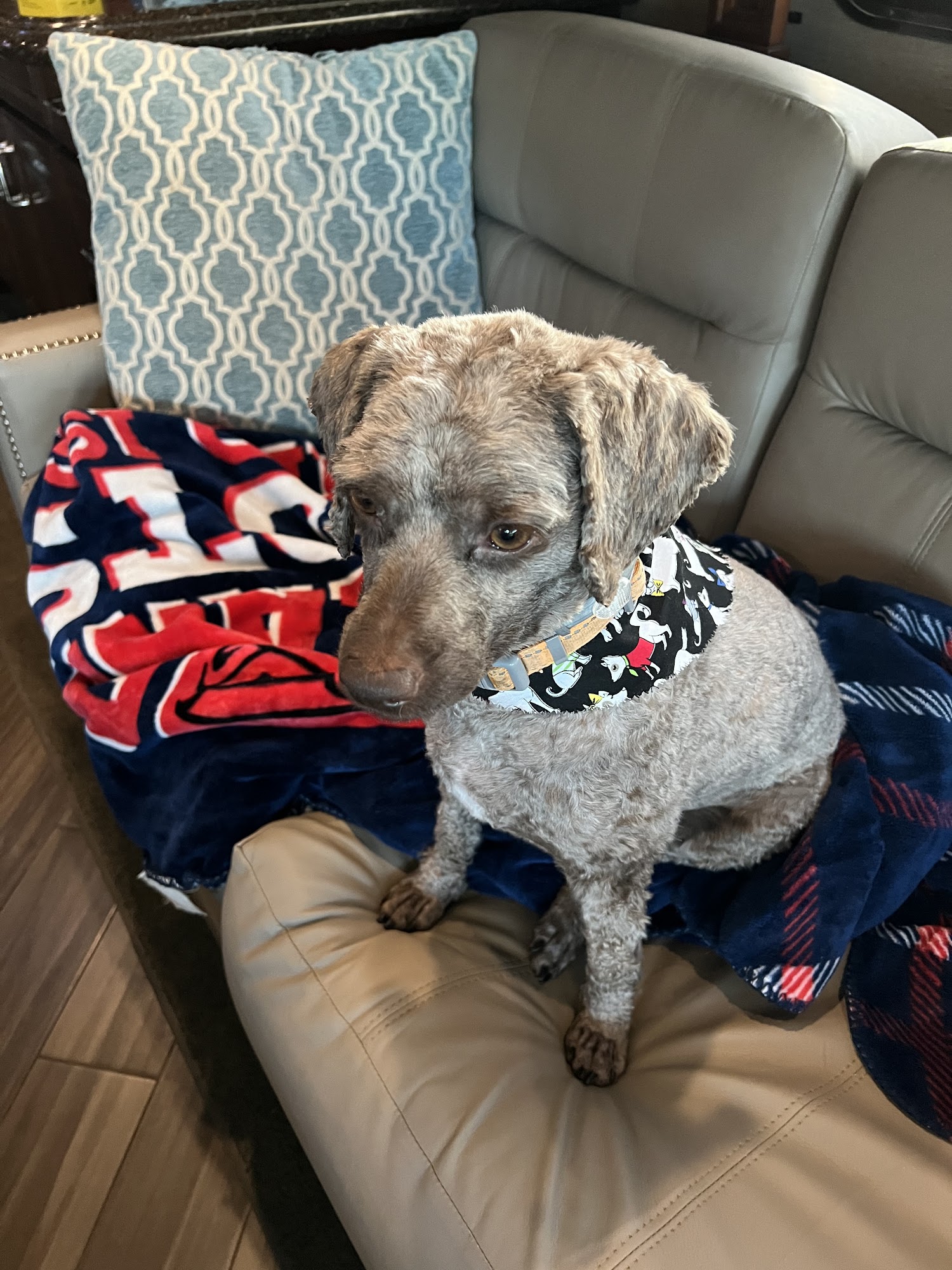 Town & Country Pet Center Inc Jacksonville