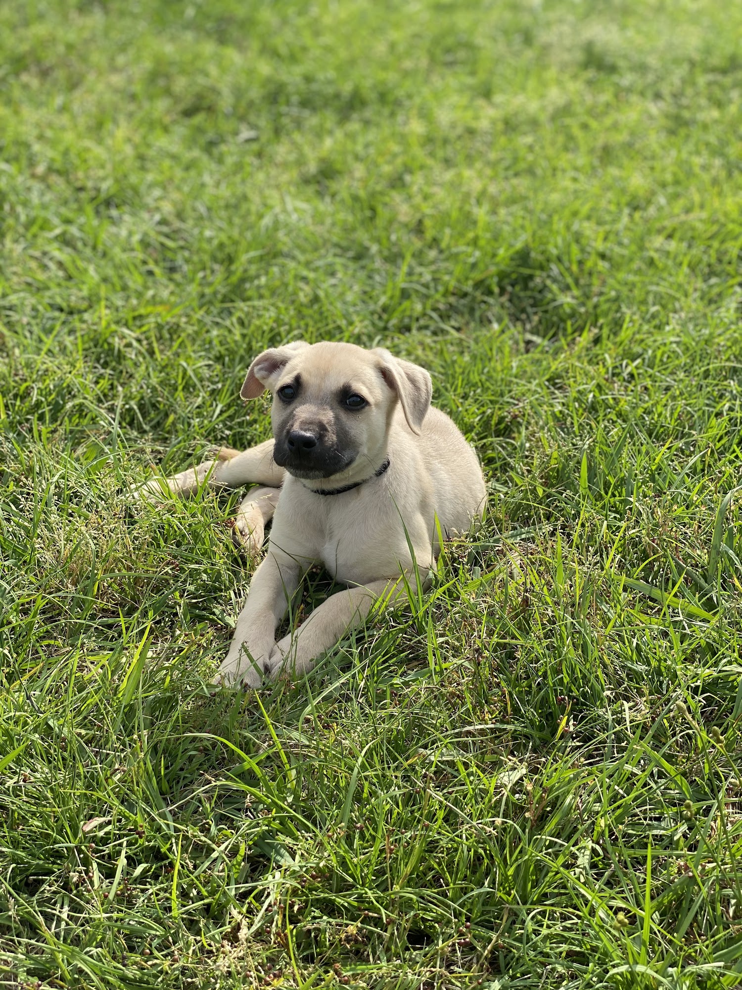 Adoption First Animal Rescue Jacksonville