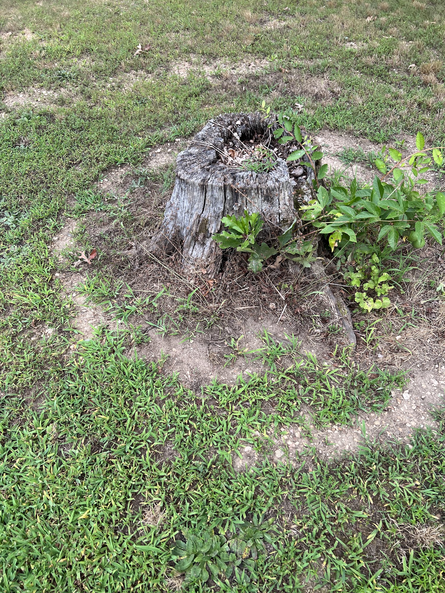 Scott's Stump Grinding and Tree Service