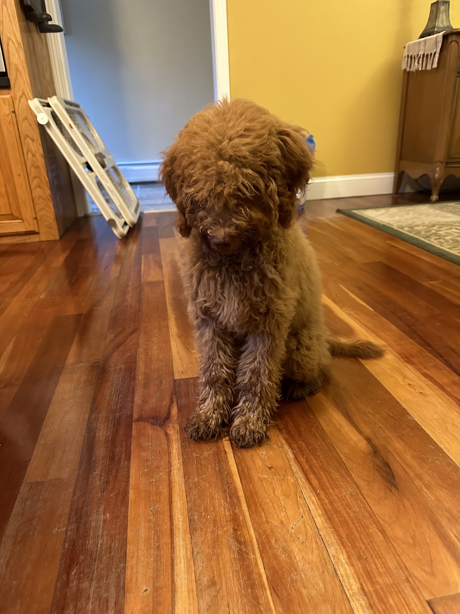 Hummingbird Hill Farm, LLC Goldendoodles Liberty