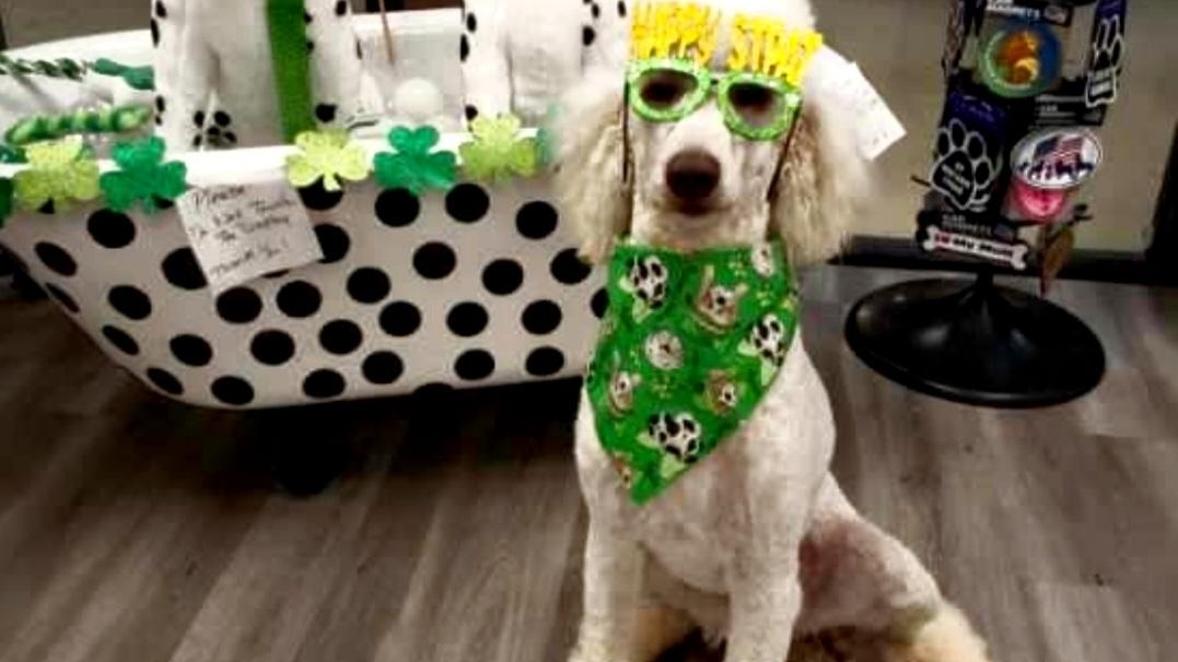 Barks, Bones, & Biscuits LLC (PAWZ) Mint Hill