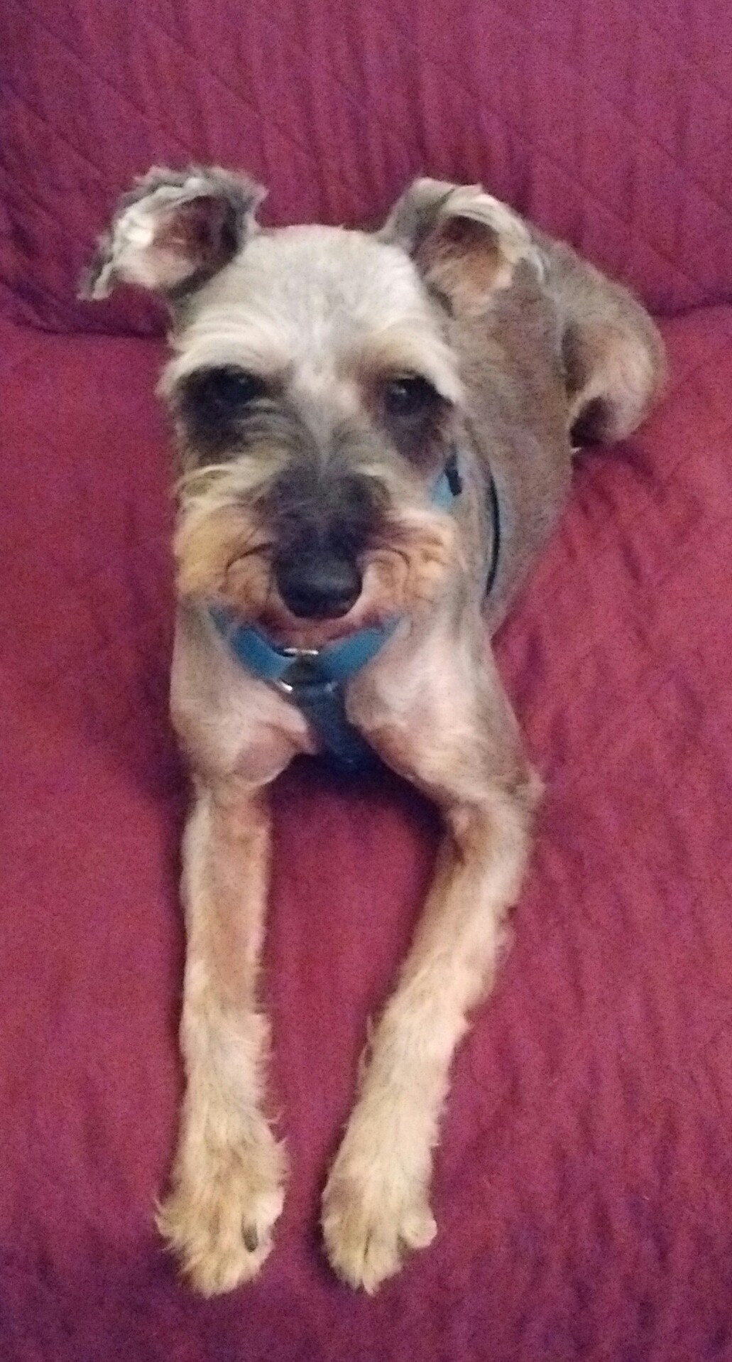 Canine Clippers Mount Airy