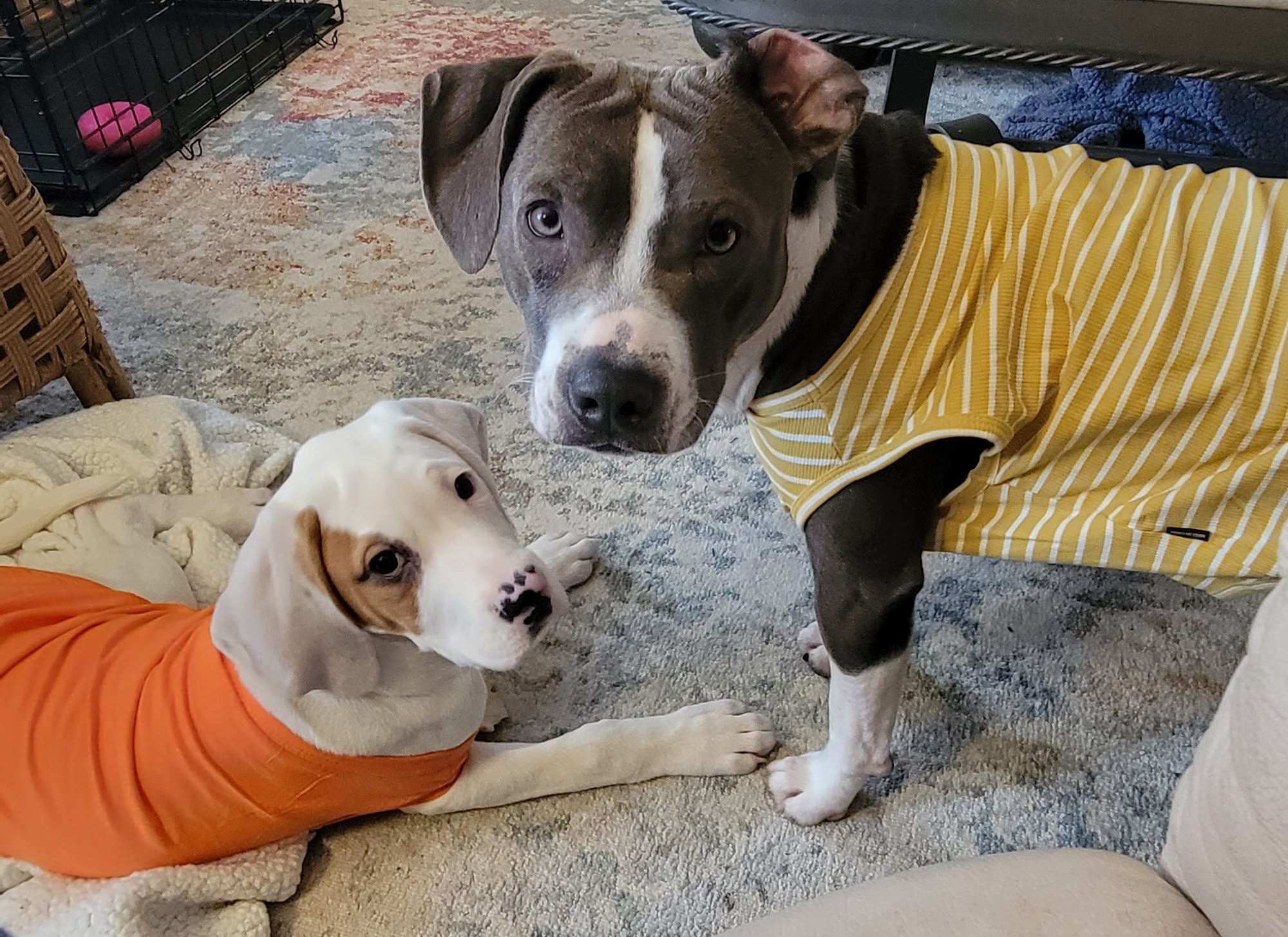 Avery Humane Society Newland