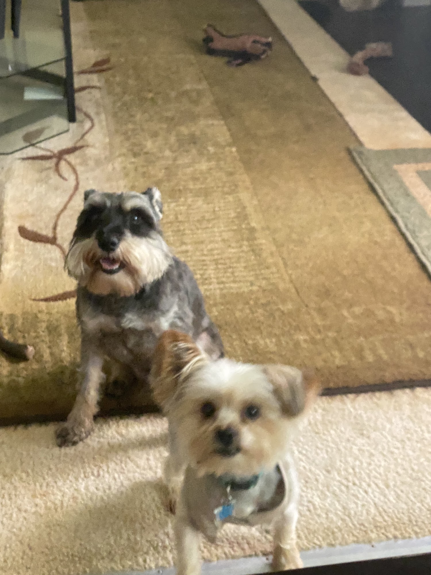 A To Z Pet Shop & Grooming Oxford