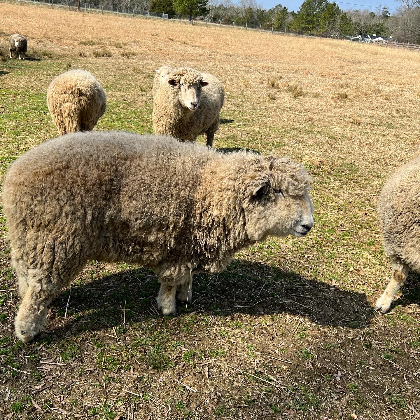 Piedmont Farm Animal Refuge Pittsboro