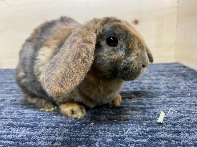 TameMees Rabbitry Salisbury