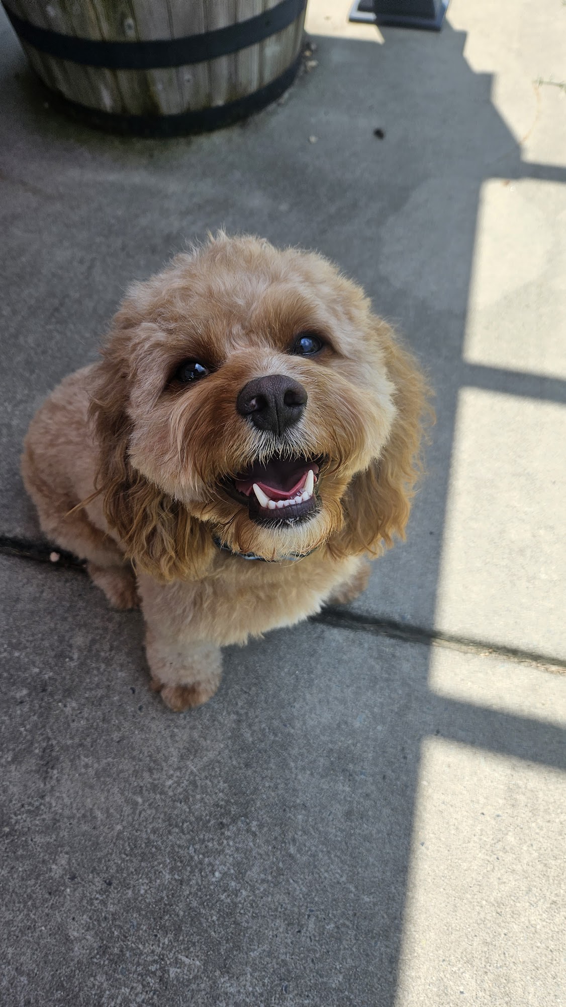 The Retreat Grooming Salon Spring Lake