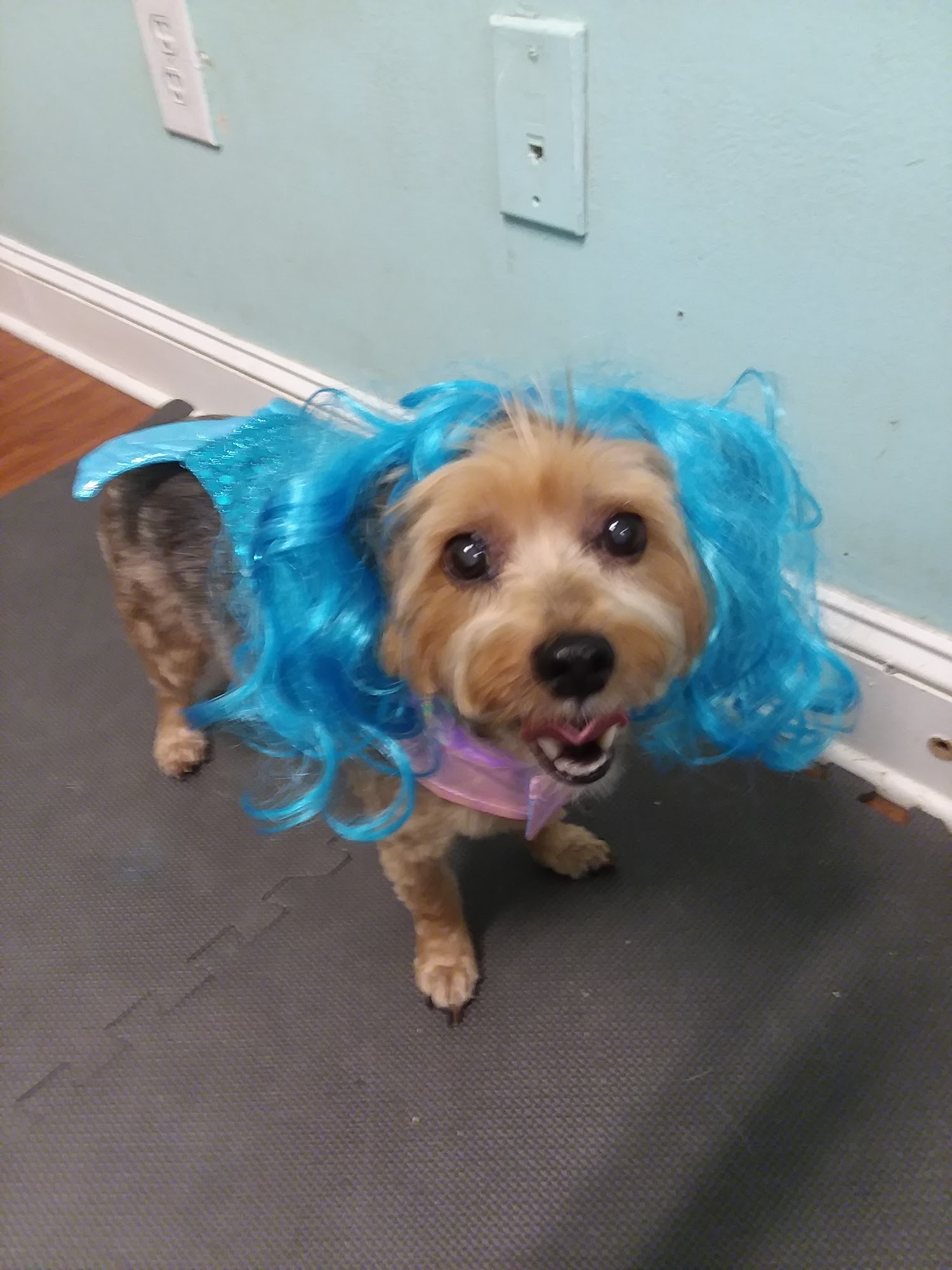 Tail Waggin Ranch Swansboro