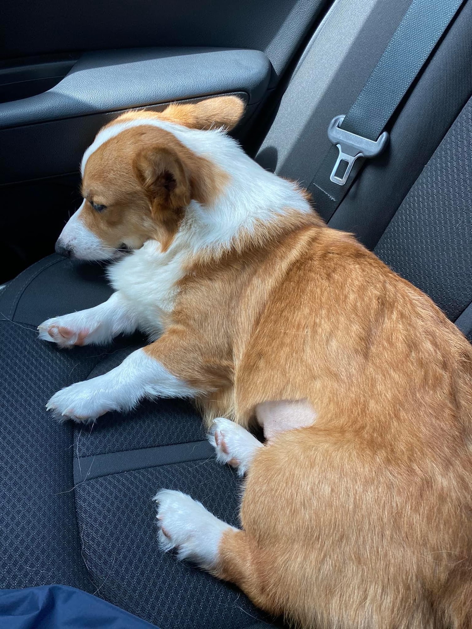 Swansboro Animal Hospital Emergency and Trauma Center Swansboro