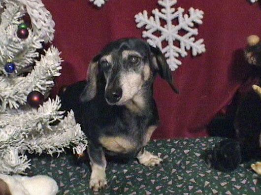 Breeders Choice Grooming Shop Wake Forest