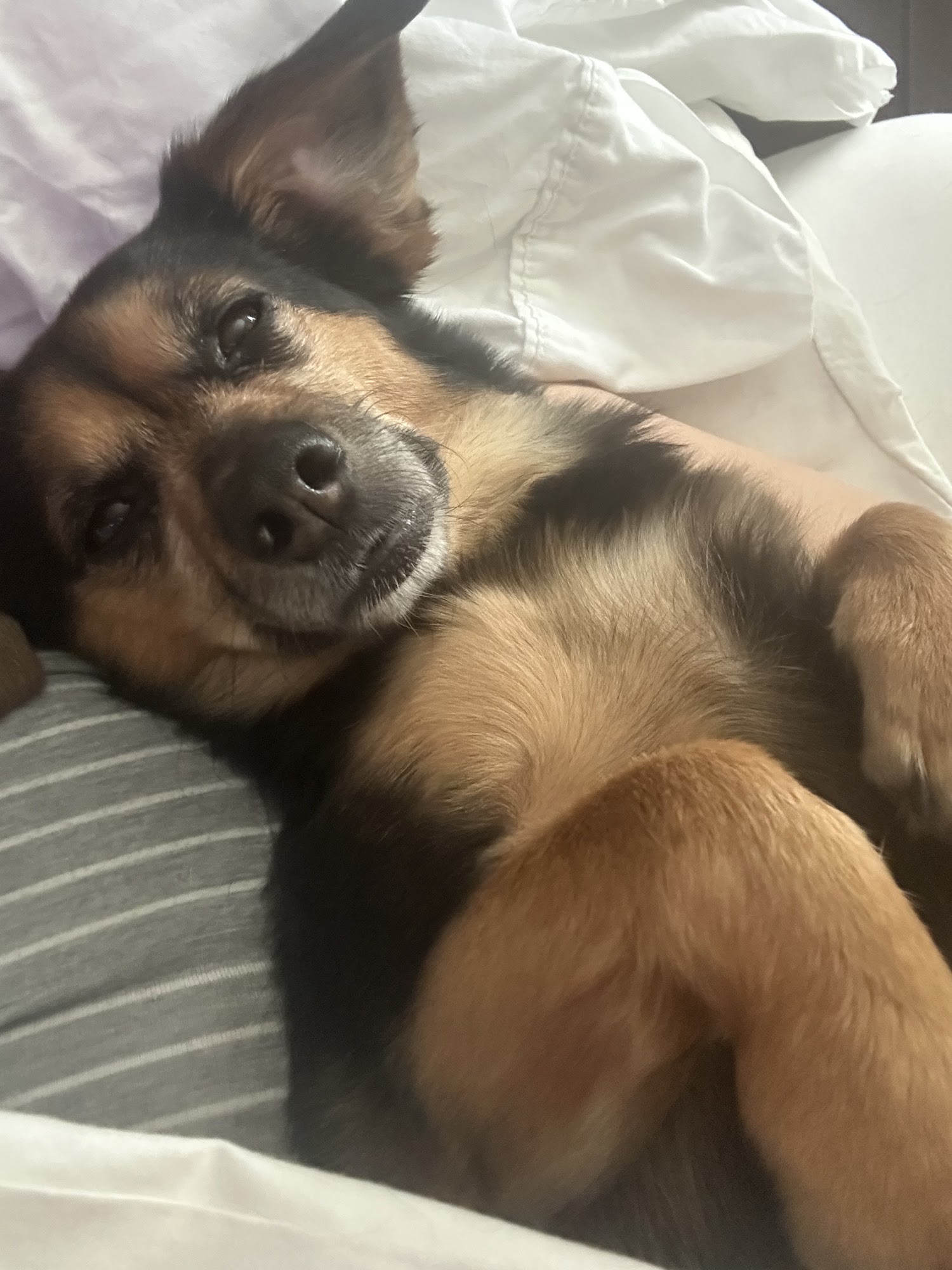 South Main Street Animal Hospital Wake Forest