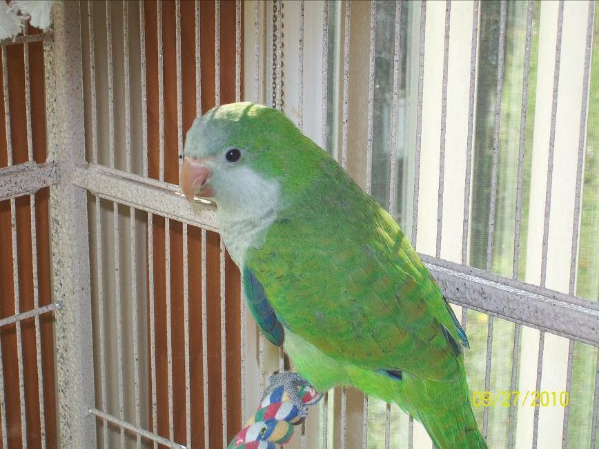 Forever Feathers Walnut Cove