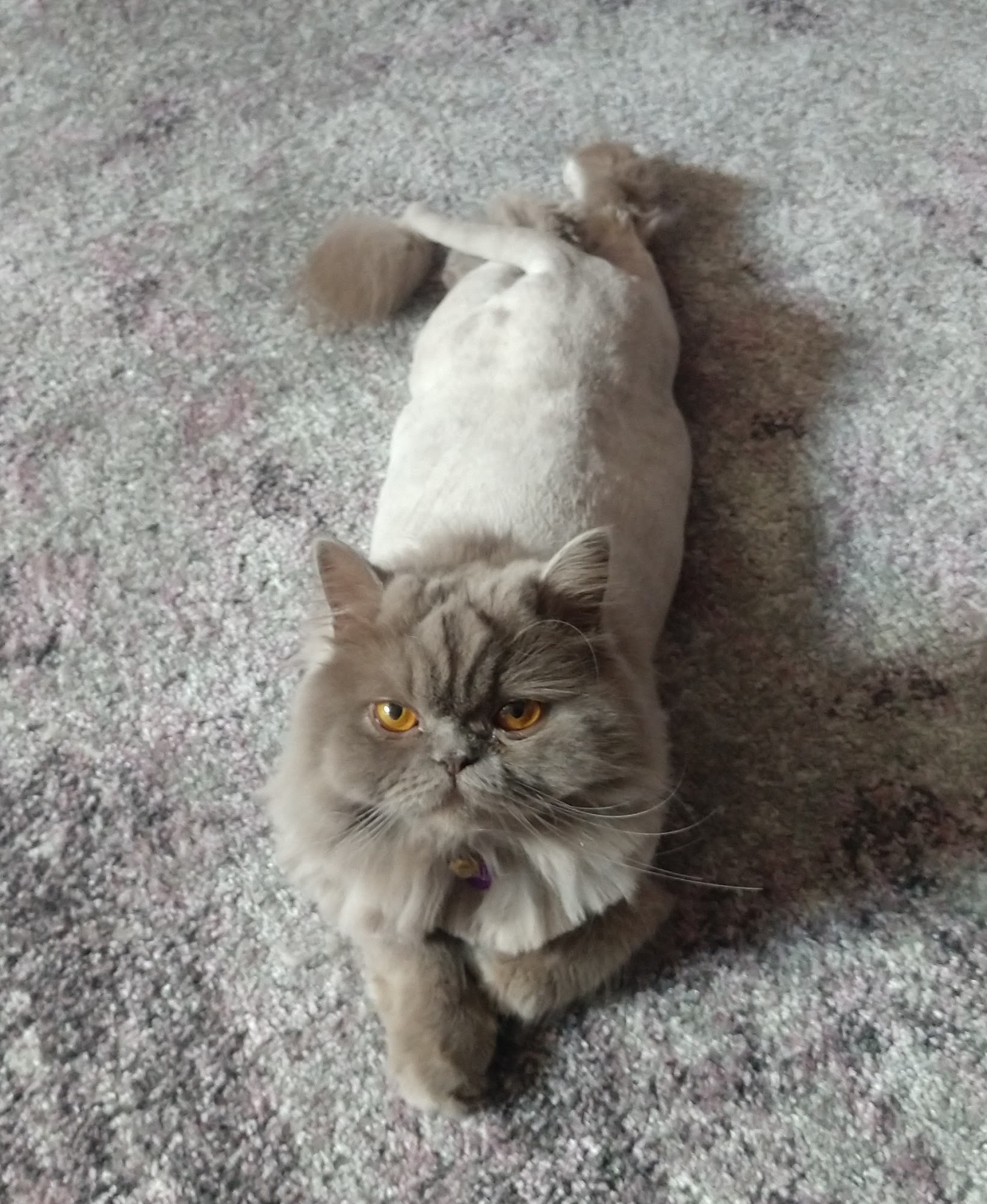 Reigning Cats & Dogs Waxhaw