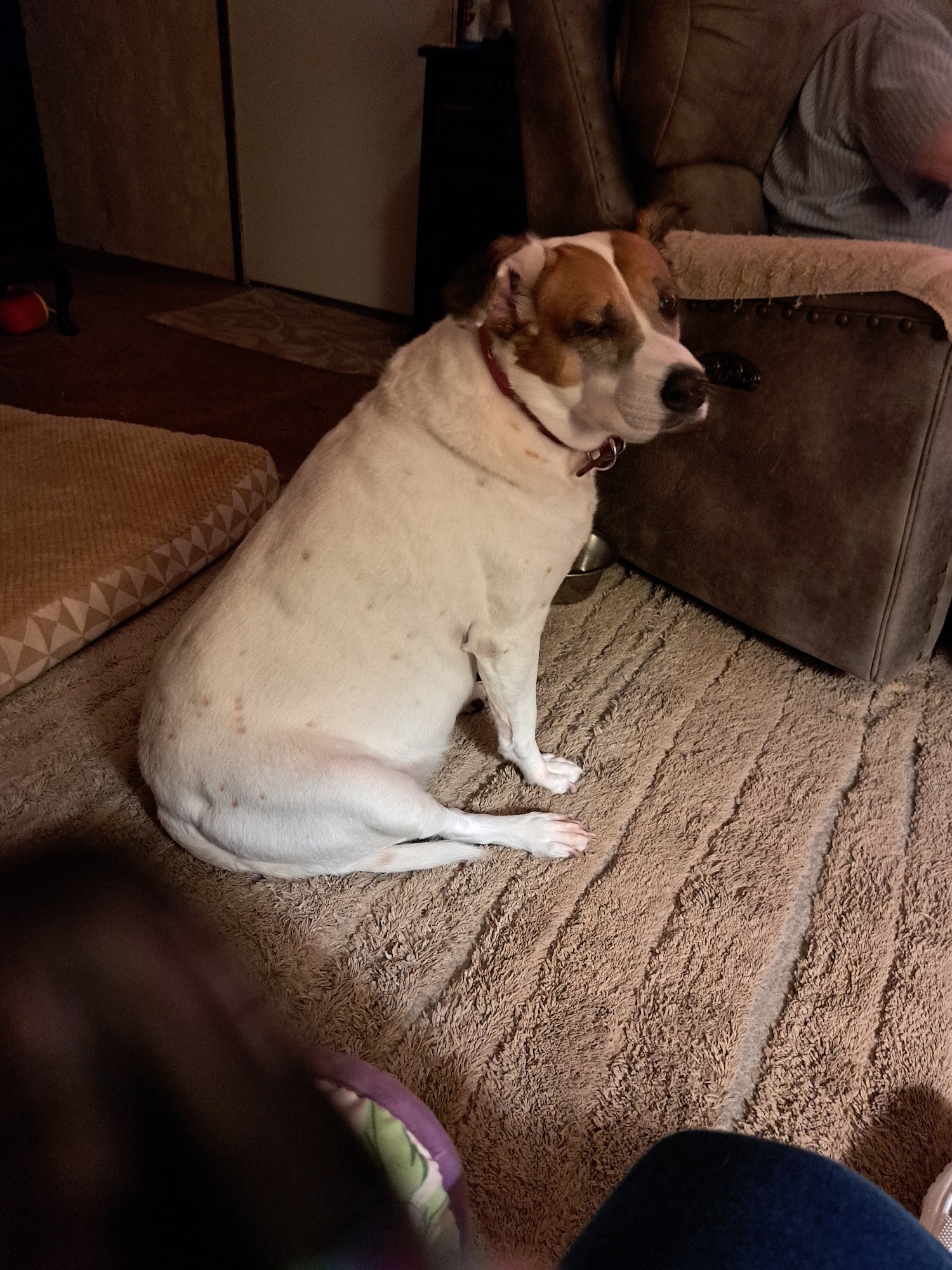 Haywood Animal Welfare Association dba Haywood Spay/Neuter Waynesville