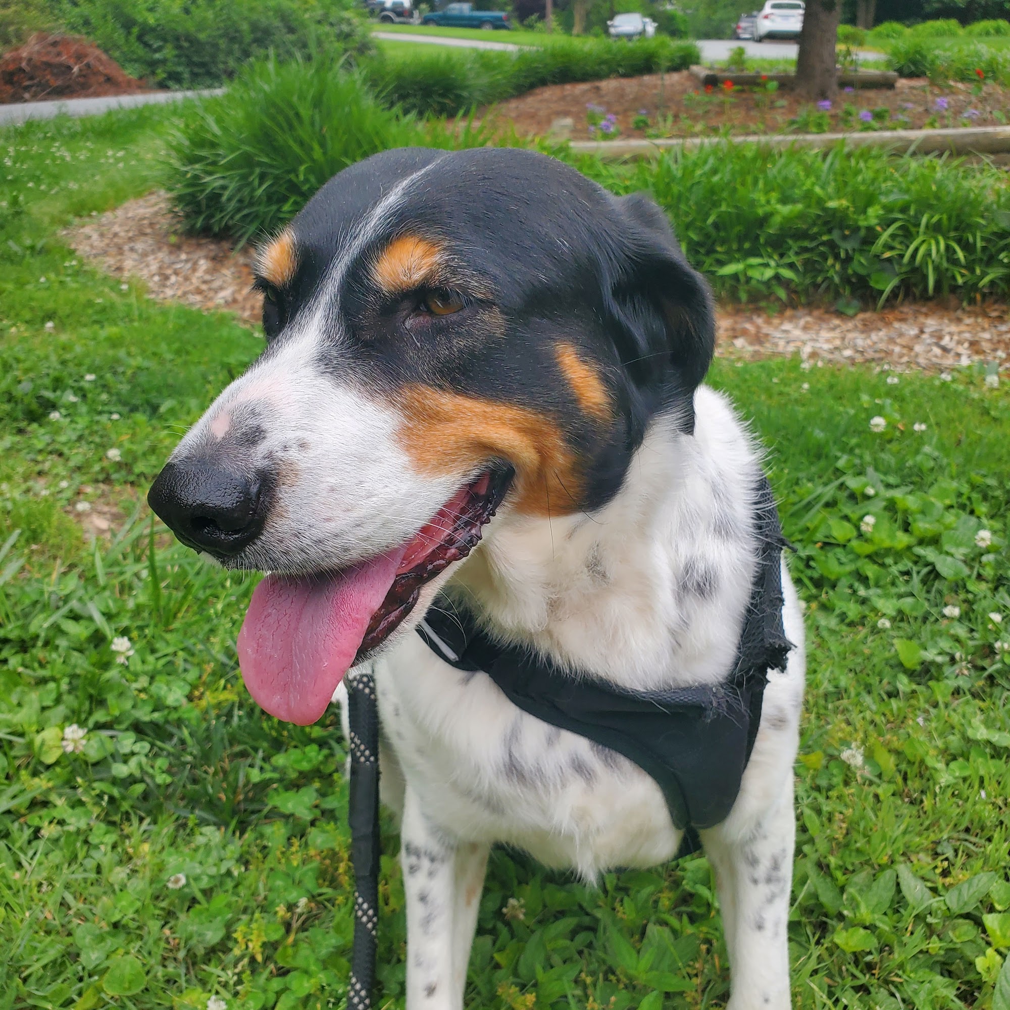 Robinhood Dog Walking Winston-Salem