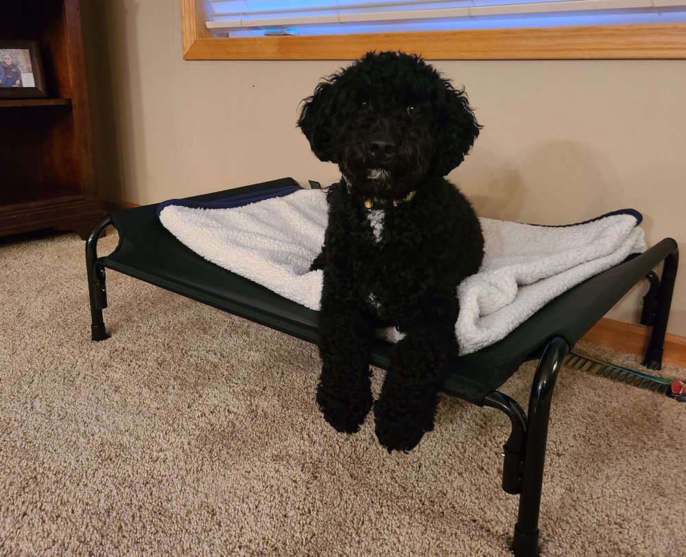 Smart K9 Training Fargo