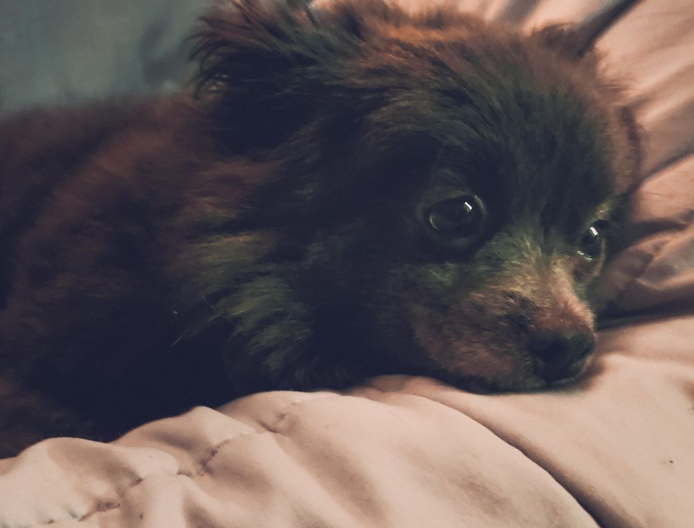 Fargo Boarding & Grooming Fargo