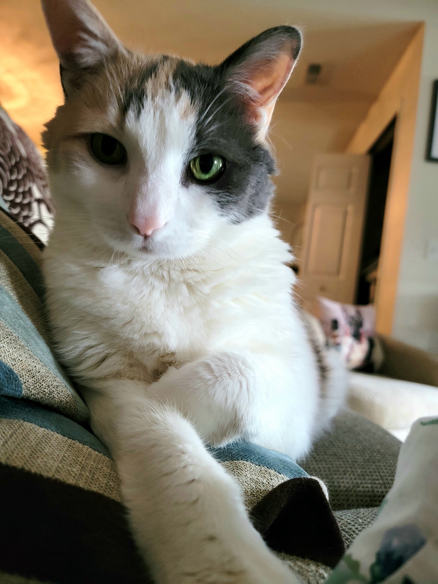 Lambert Vet Supply LLC Fairbury