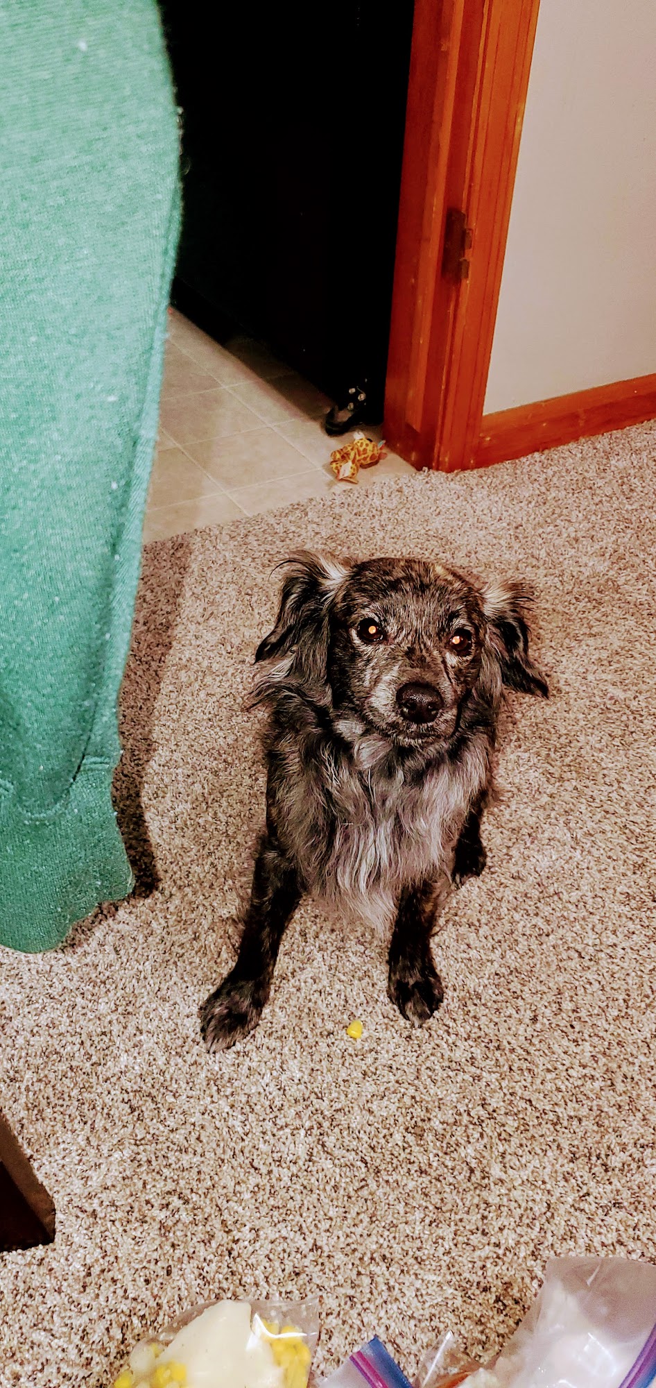 Animal Medical Clinic of Fremont Fremont