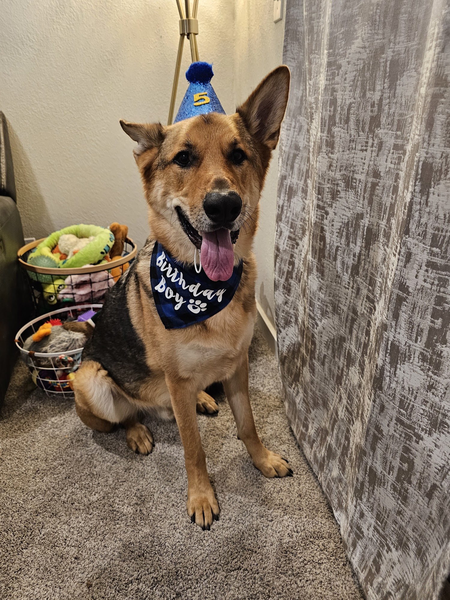 Menards Legendary German Shepherds Omaha