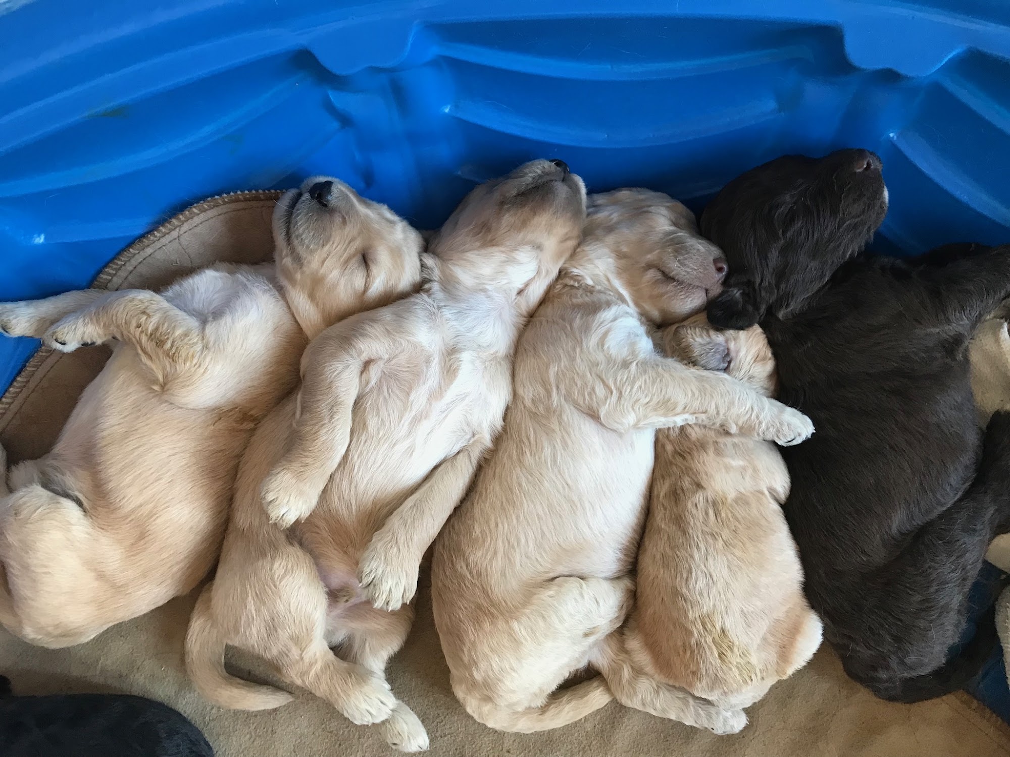 Midwest Puppy LLC Omaha