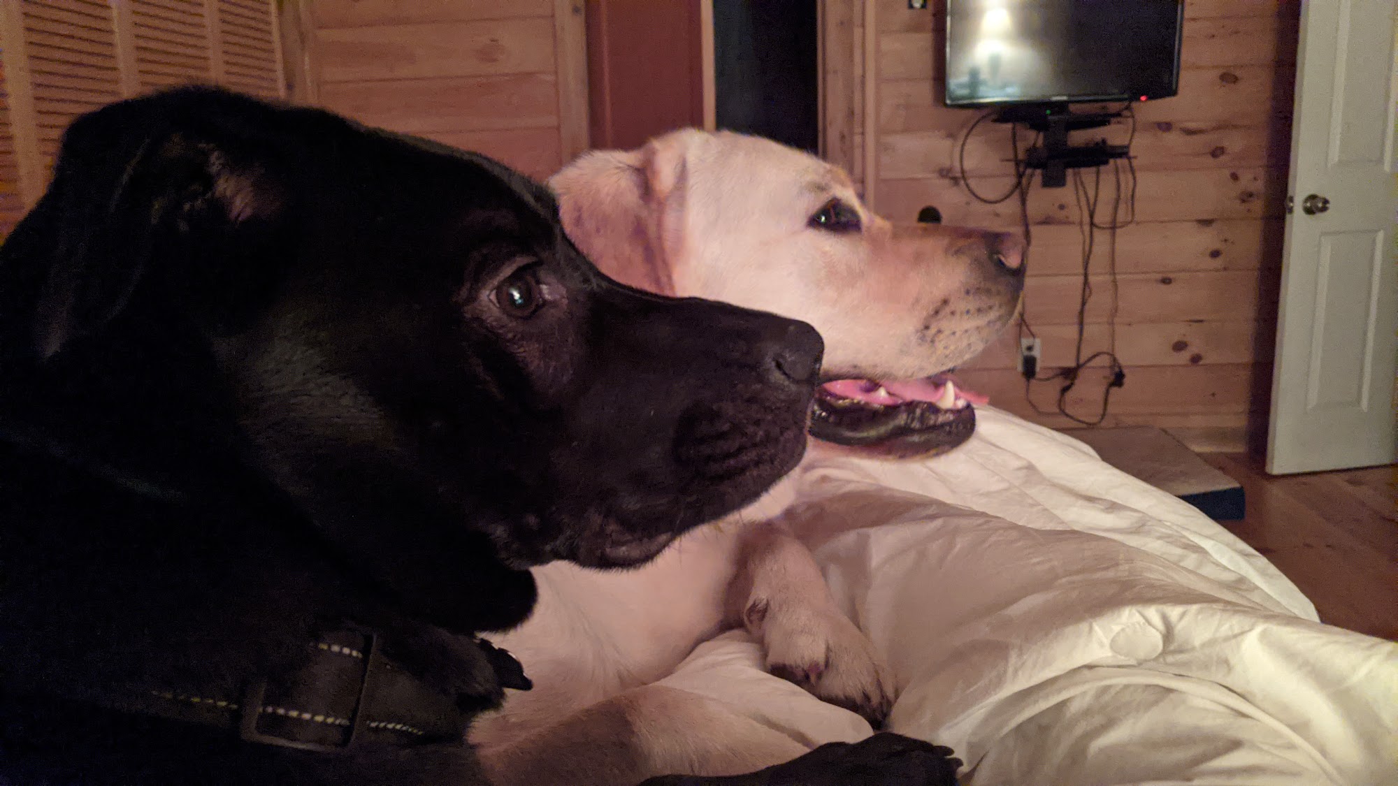 Trail Tails, LLC (Formerly Fine's Canines) Franklin