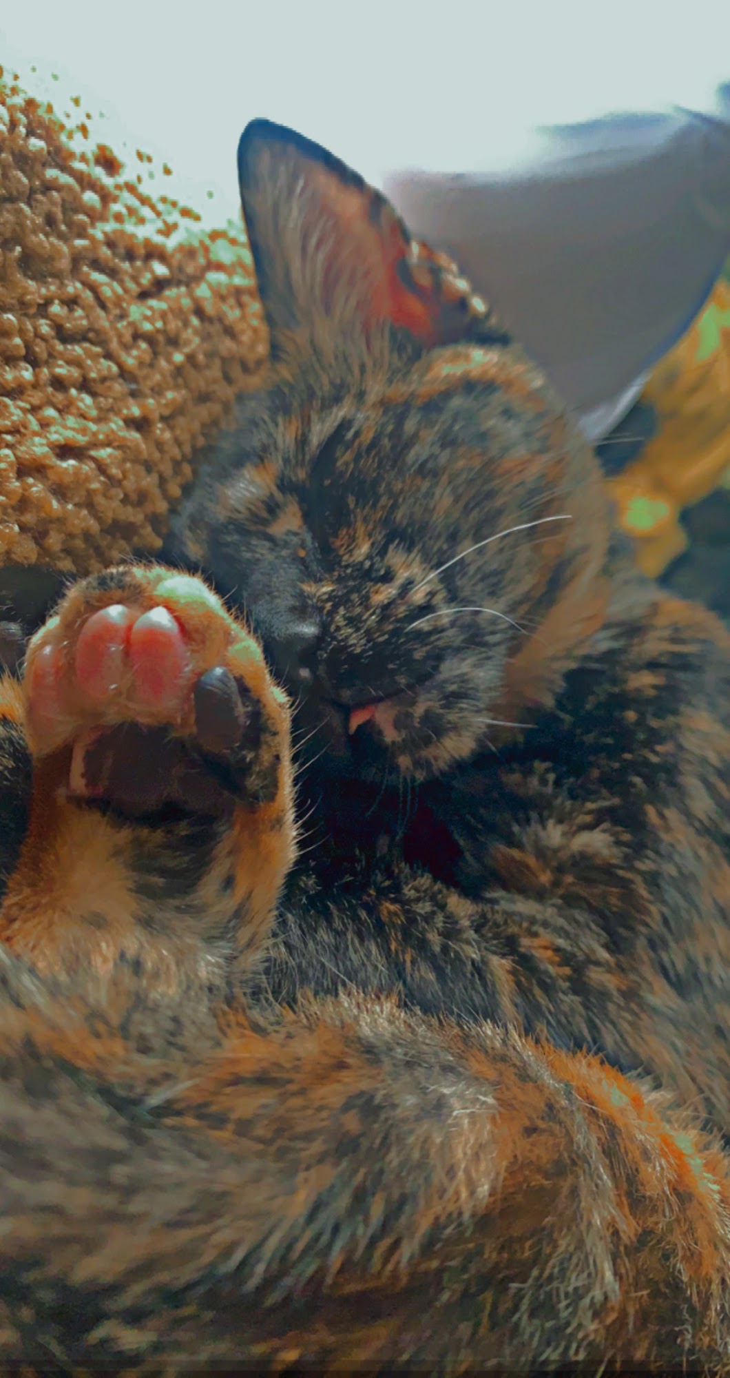 Happy Tails Pet Rescue Hudson