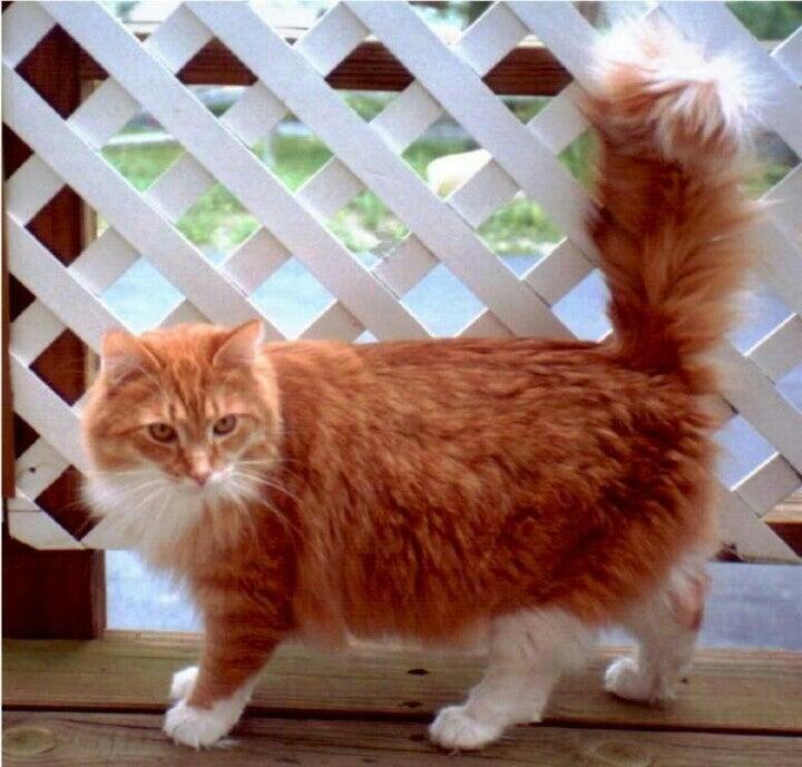 Cheshire Animal Hospital: Bergeron Andrea M DVM Keene