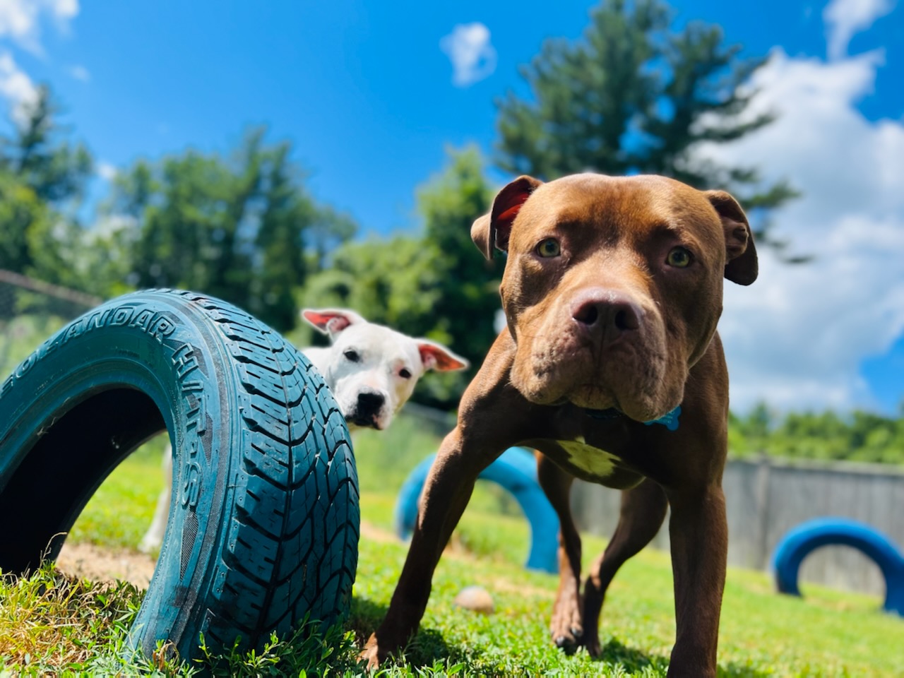 Truly Balanced Dog Care 6 Page Rd, Kingston New Hampshire 03848