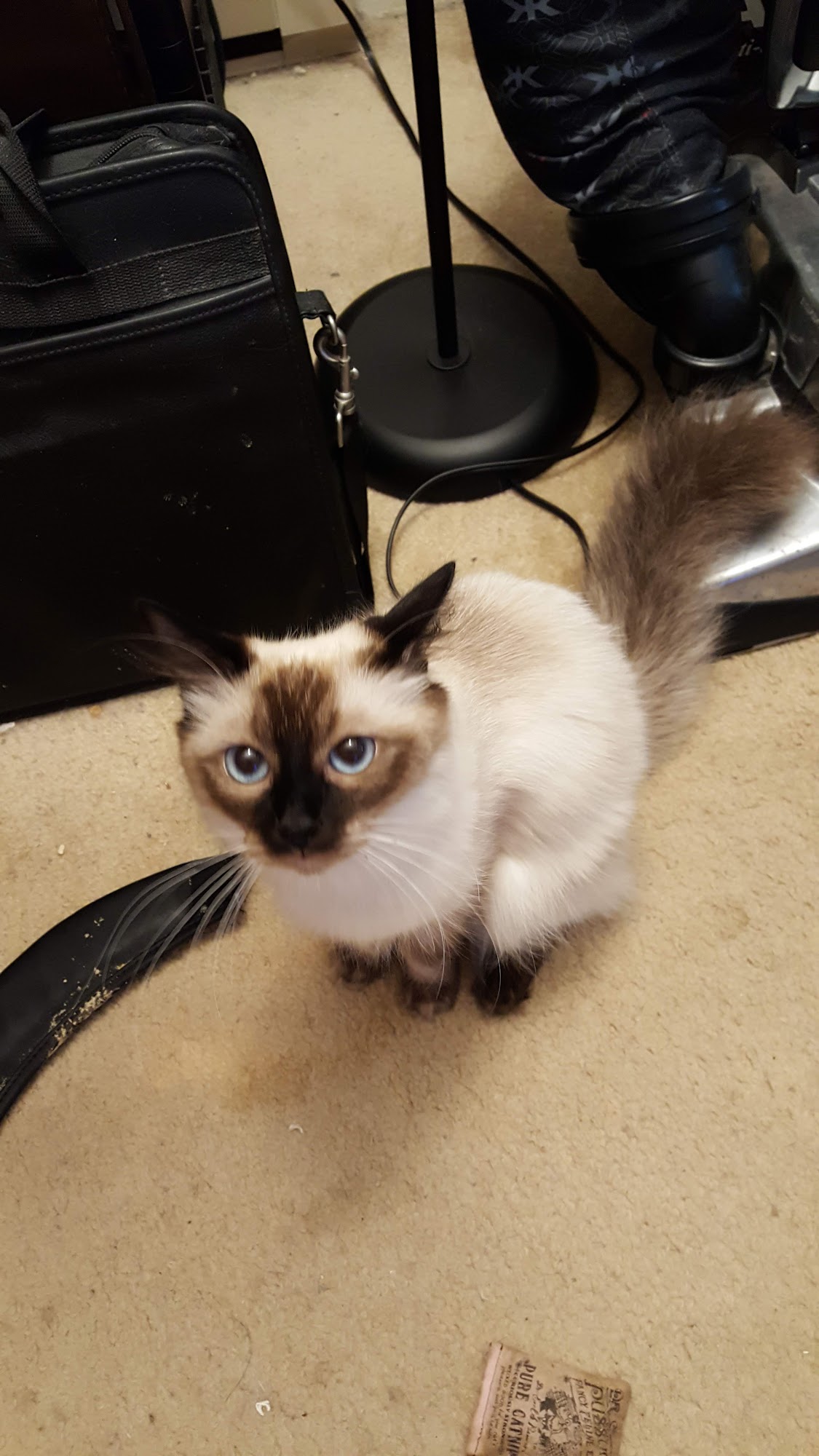 Blueberry Basket Cattery Nashua