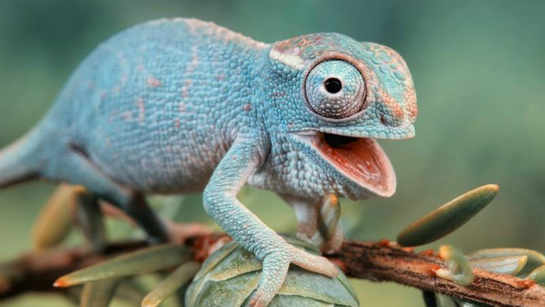 Zoo Creatures Pet Store Plaistow