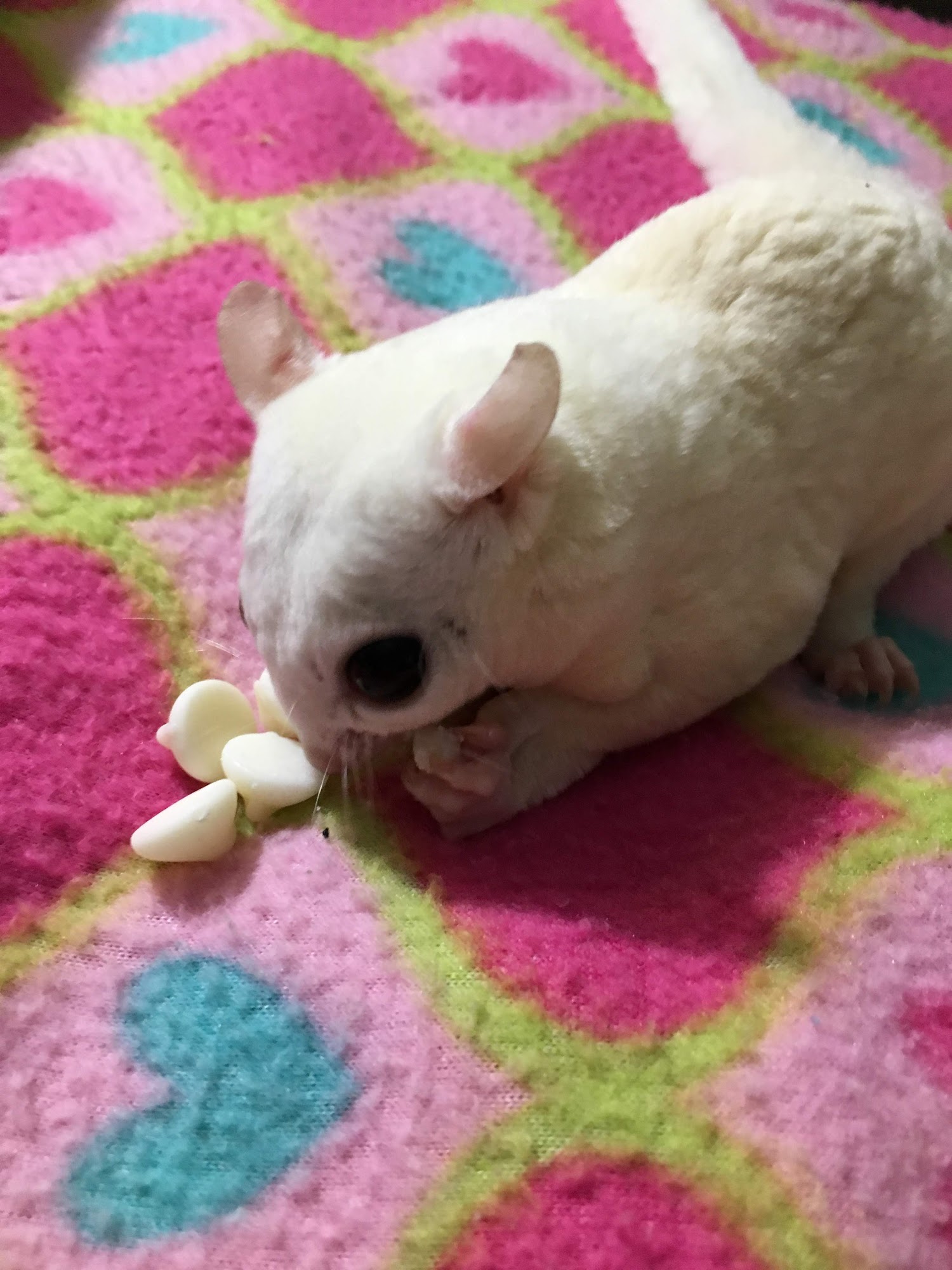 Our Sugar Gliders of New Hampshire Raymond