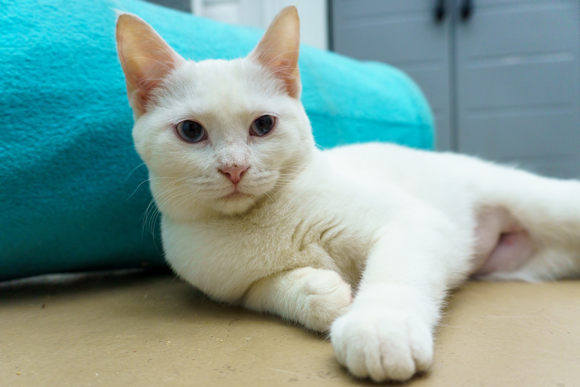 FuRRR Feline Rescue Rochester