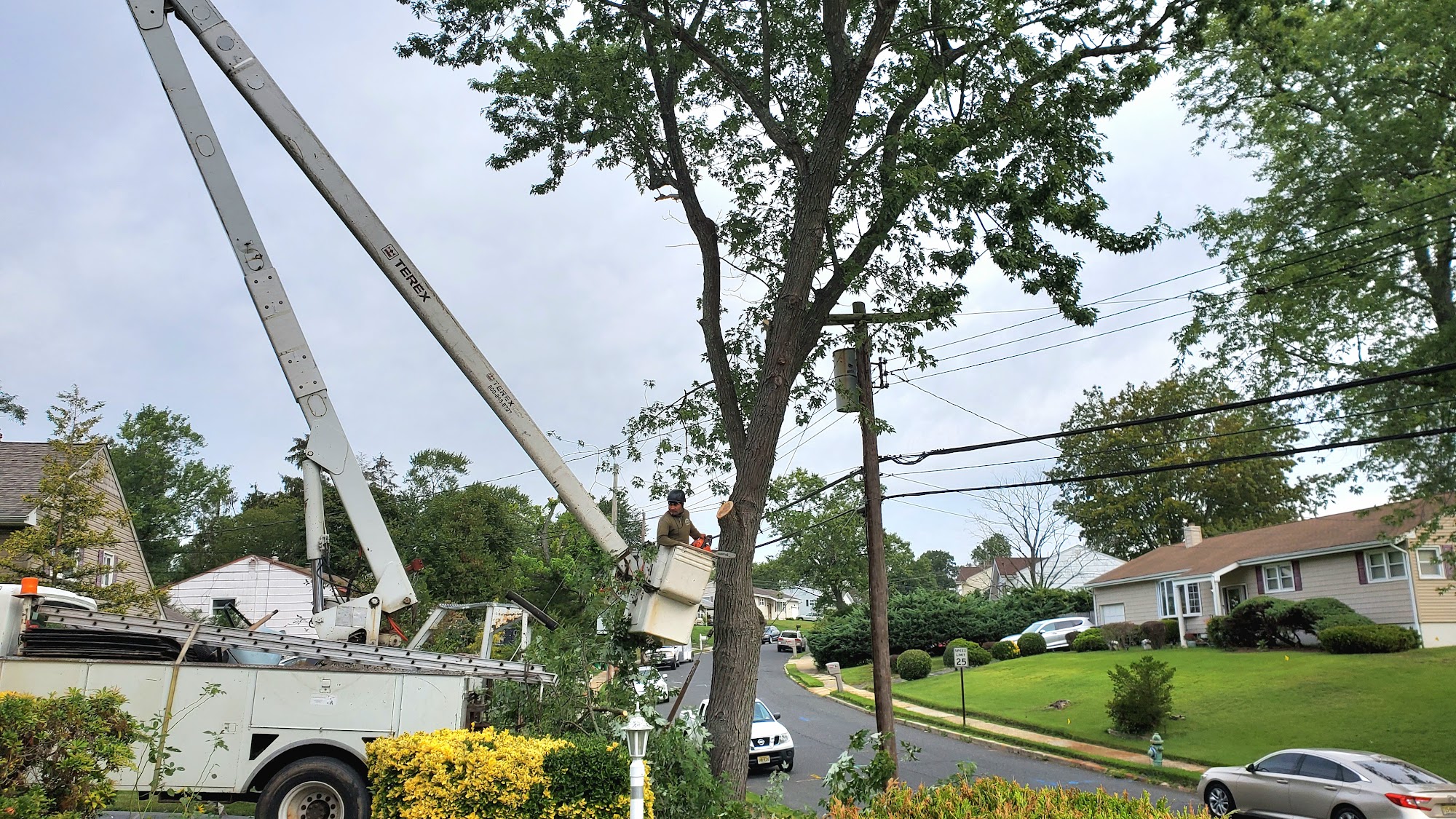 Accurate Tree Services Belmar New Jersey 07719