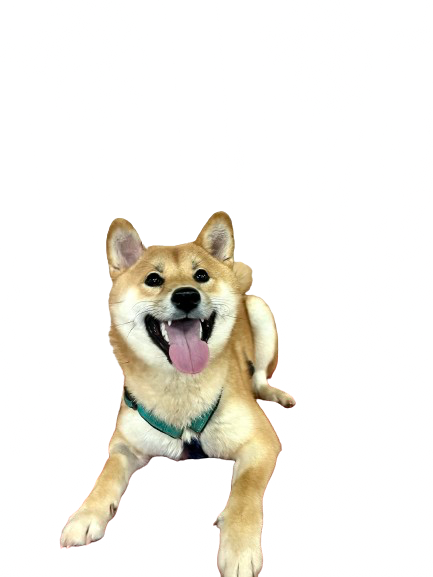 My Dog's Got Class Bridgewater