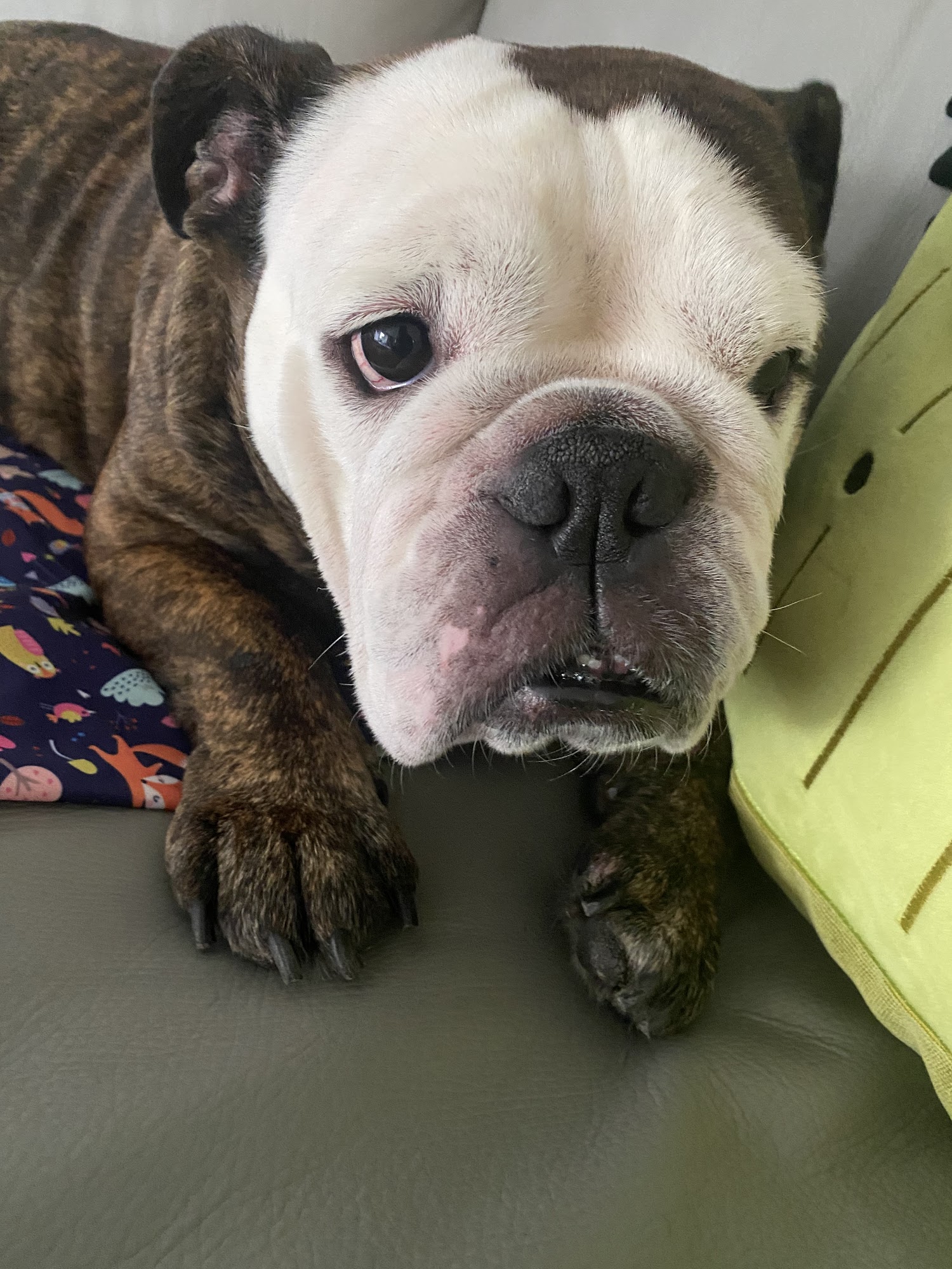 The Wagging Tail Pet Nutrition Center Cape May